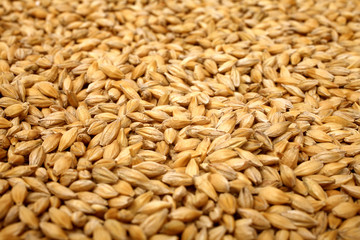 Natural oat grains background, closeup