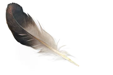 Selbstklebende Fototapete Federn Gray feather isolated on white