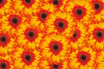 Orange gerbera flowers as Background