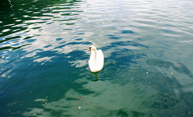 Swan on the Zeller See Lake