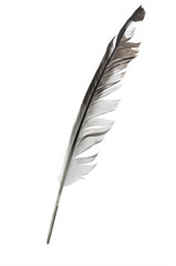 Bird feather closeup