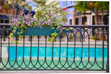 Fototapeta na wymiar Flower in potted on fence