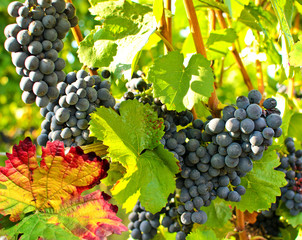 Herbst: s&uuml;&szlig;e, reife, blaue Trauben :)