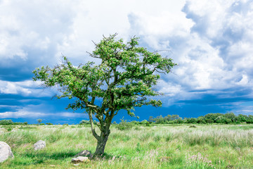 Fototapeta premium lonely single tree on the meadow before the storm