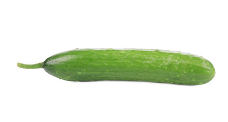 Fresh beautiful cucumber.