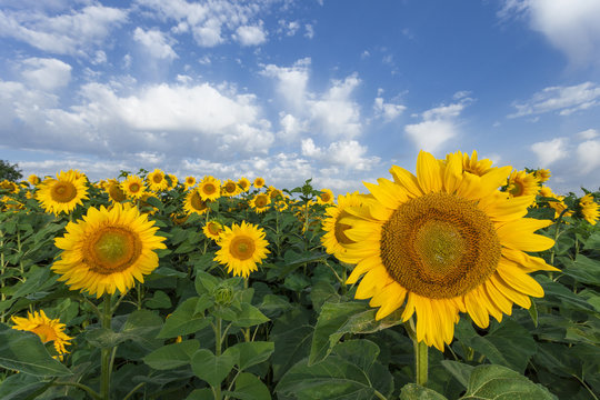 Sunflowers field. The summer light.