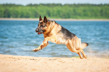 Fototapeta na wymiar German shepherd puppy running on the beach