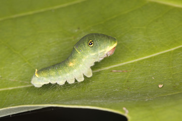 Tiger Swallowtail Caterpillar