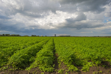 Fototapeta na wymiar Clouds over carrots growing in a field