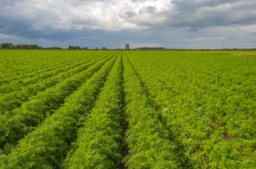 Clouds over carrots growing in a field