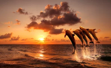 Gartenposter Delfin schöner Sonnenuntergang mit springenden Delfinen