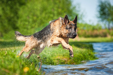 German shepherd dog jumps into the water