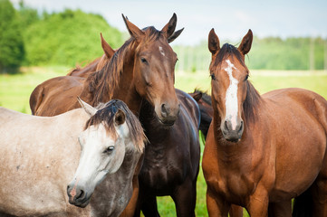 Fototapeta na wymiar Portrait of horses on the pasture