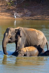 baignade éléphants sri lanka yala