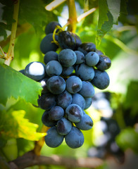Bunch of ripe grapes.
