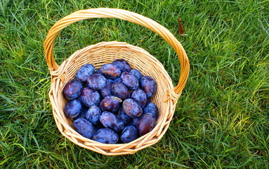 Basket  with organic  plums fruits