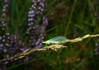 Florfliege in der Heide
