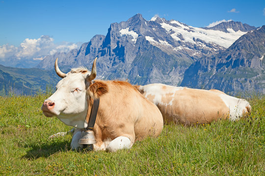 Swiss Cow