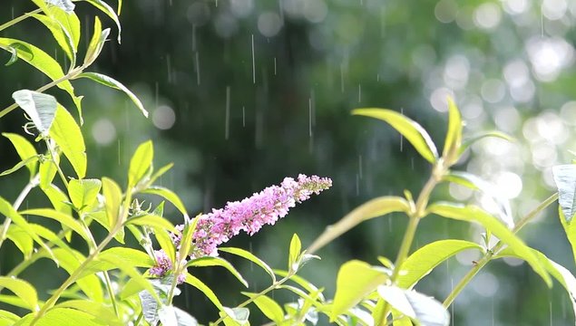 Sommerregen