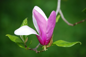 magnolia