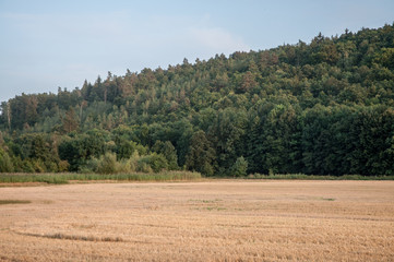 idyllic scene with field and forrest