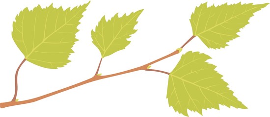 Birch branch with green leaves