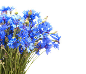 Cornflowers