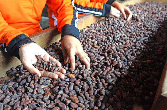 Sorting cacao beans. choose quality cacao beans