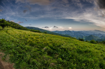 Grassy Field in Roan Mountain Highlands