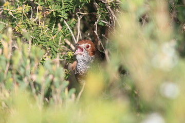 Rufous Bristlebird (Dasyornis broadbenti) in Australia 