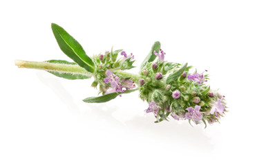 Thymus isolated on white background