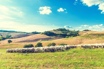 Tuscan sheep on green grass in the background of a beautiful lan