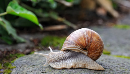 Snail.