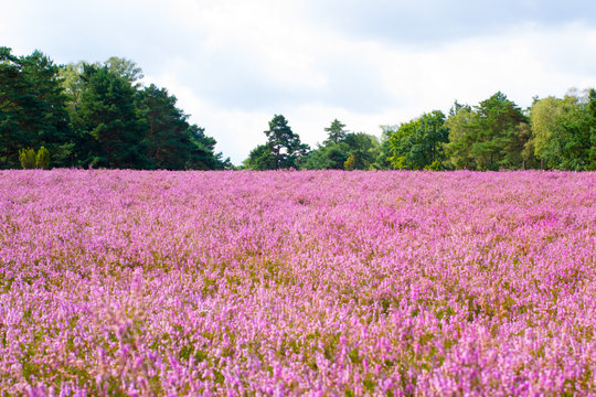 Heidelandschaft und Heidebl&uuml;te