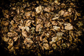 feuilles mortes