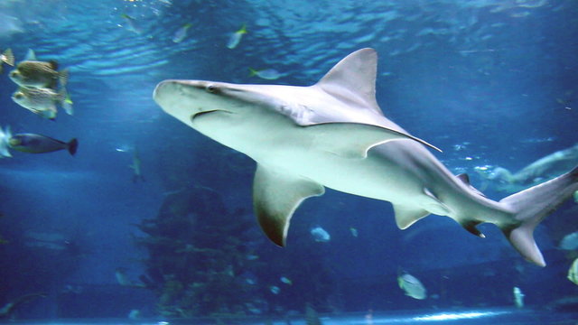 shark and fish swimming underwater