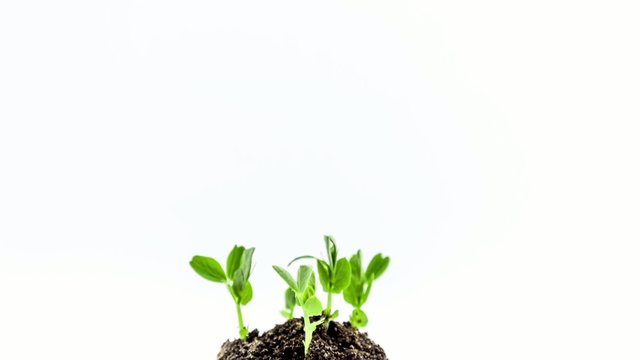 Growth of pea seedlings in two weeks, timelapse
