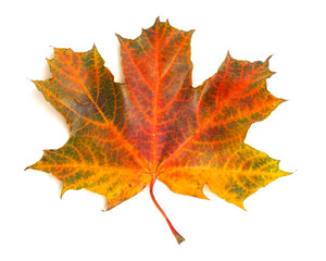 Maple leaf