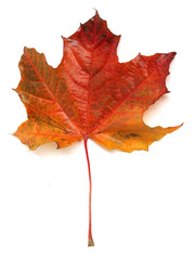 Maple leaf