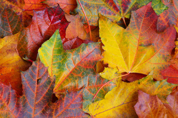 Maple leaf background