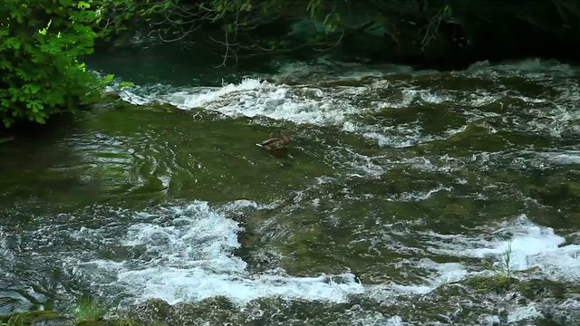 Male Ferruginous duck swimming in river. National park Krka, Cro