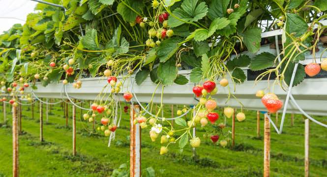 Strawberry Cultivation Outdoors