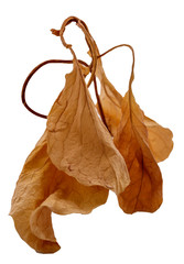 Single dead plant isolated