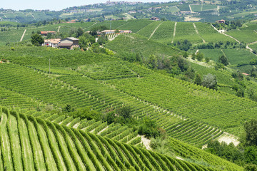 Summer landscape in Langhe (Italy)