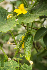 Young cucumber on a flowering bush in summer garden