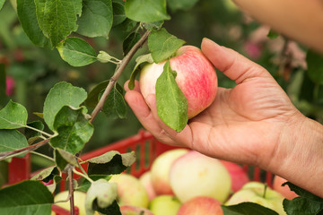 Picking a ripe apples in the garden