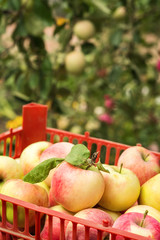 Ripe harvested apples in plastic crate on trees background