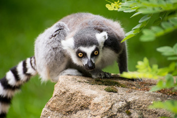 Portrait of sitting frightened lemur kata sitting on rock