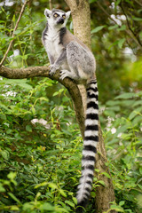 Lemur kata sitting on branch in bushy vegetation