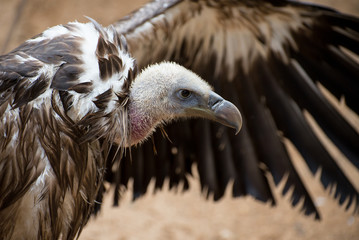 Griffon vulture detail of head with outspread wing